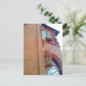 バターハン・ゴスラル ポストカード (スタンド正面)