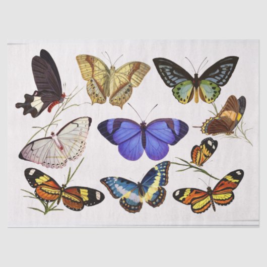 バタービクトリアンティッシュペーパー 薄葉紙 (正面)