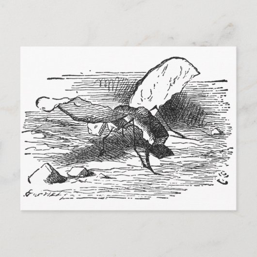 バターフライ ポストカード (正面)