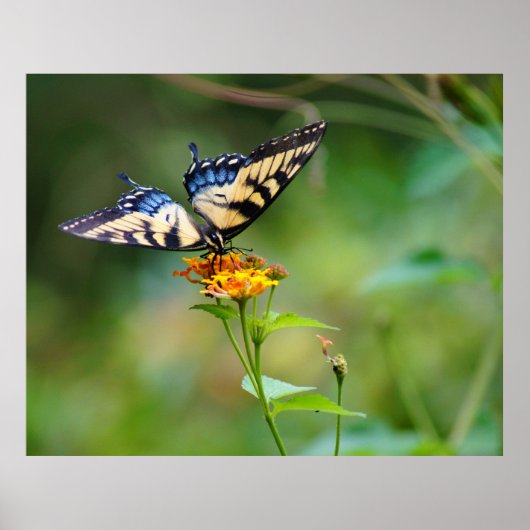 バターフライ`n ポスター (正面)