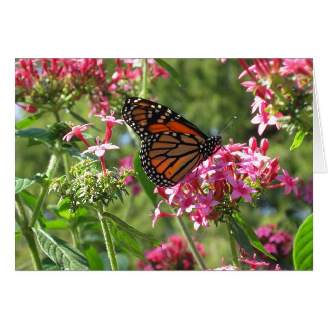 バターフラワーカード (正面横)