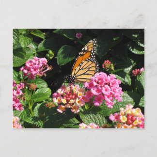 バターフラワーポストカード ポストカード