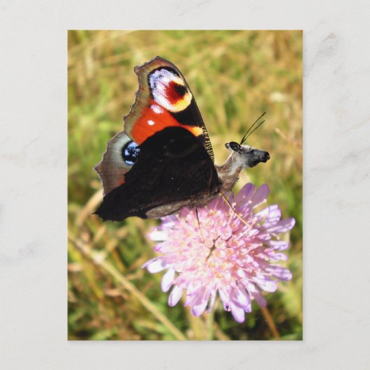 バタームース ポストカード (正面)