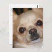 バター ポストカード (正面/裏面)