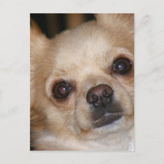 バター ポストカード