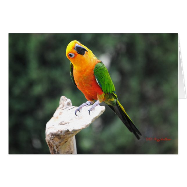 バターII (正面横)