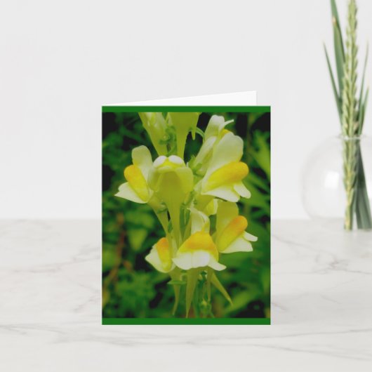 バター'nエッグノートカード シーズンカード (正面)