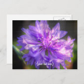 バチェラーボタンコーンフラワー ポストカード (正面/裏面)