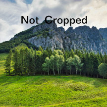 バチェロレッテ