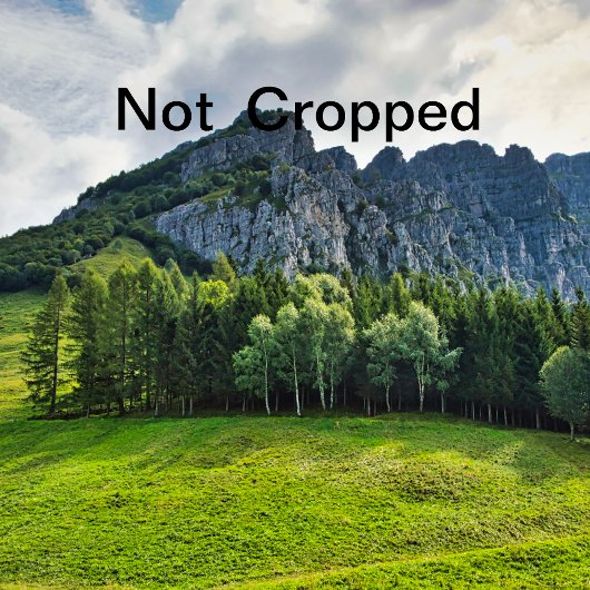 バチェロレッテ 招待状