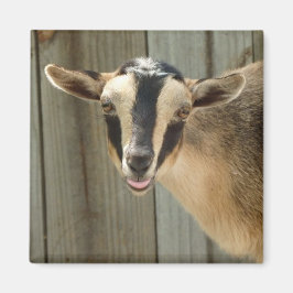 バッキンナイジェリア矮性乳製品ヤギの子 マグネット