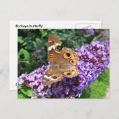 バッキーの蝶 ~ ポストカード (正面/裏面)