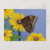 バッキーバタフライオンイエローデイジー ポストカード (正面)