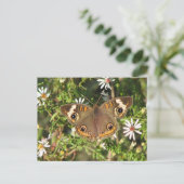 バッキー葉書 ポストカード (スタンド正面)