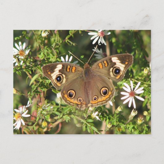 バッキー葉書 ポストカード (正面)