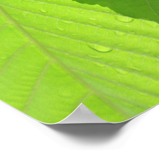 バッキー葉 ポスター (角)