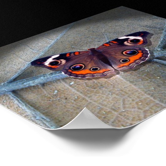 バッキー ポスター (角)