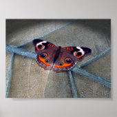 バッキー ポスター (正面)