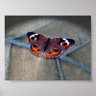 バッキー ポスター