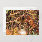 バックインハンター迷彩柄ホワイトテール鹿 ポストカード (正面/裏面)