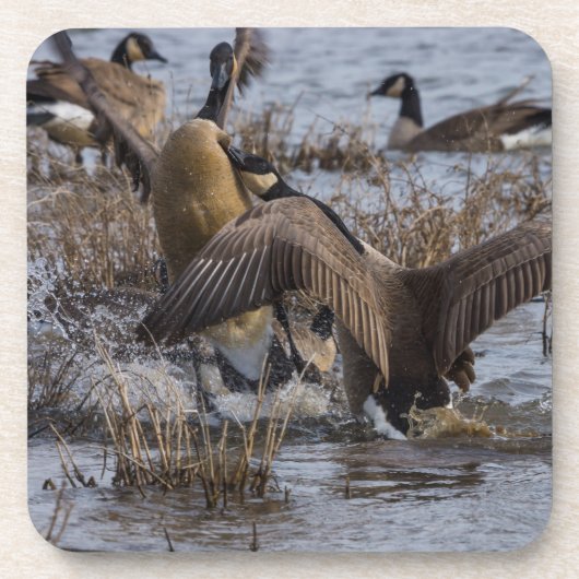 バックオフ コースター (正面)