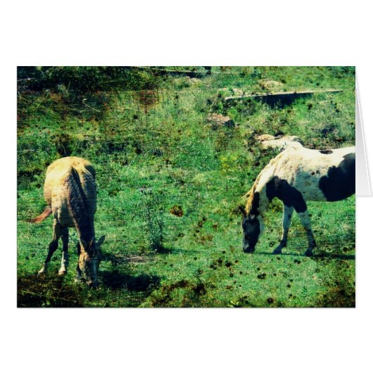 バックスキンとピント (正面横)