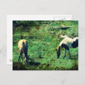 バックスキンとピント ポストカード (正面/裏面)