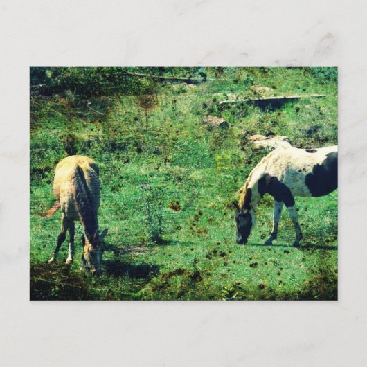 バックスキンとピント ポストカード (正面)