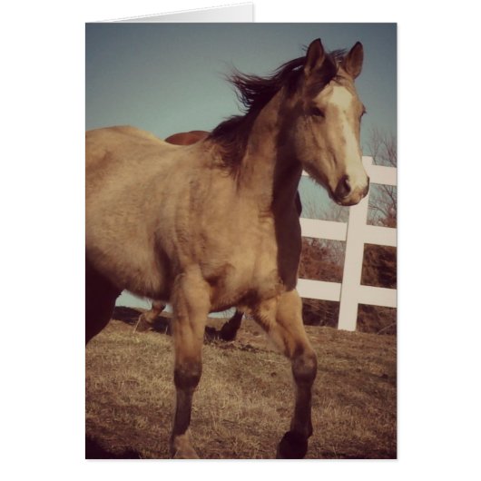 バックスキンの馬のトロッツ (正面)