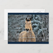 バックスキンの馬の冬 ポストカード (正面/裏面)