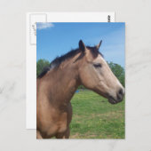 バックスキンマスタングはがき ポストカード (正面/裏面)