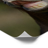 バックスキンルシタノスタリオンフルメンヘッドショット ポスター (角)