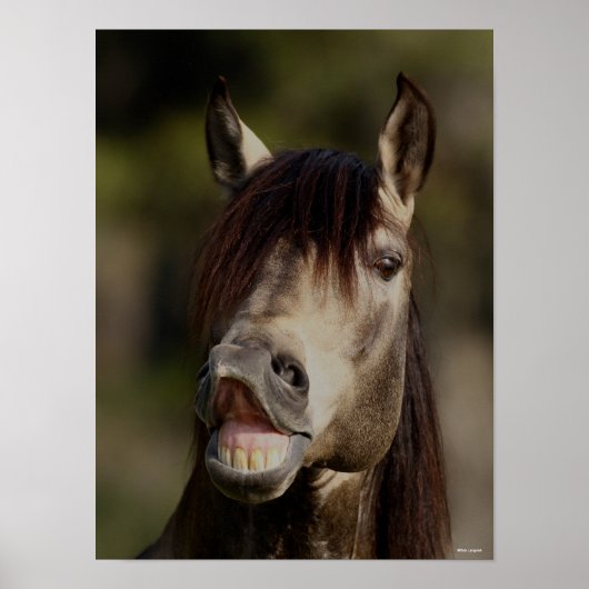 バックスキンルシタノスタリオンフルメンヘッドショット ポスター (正面)