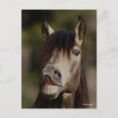 バックスキンルシタノスタリオンフルメンヘッドショット ポストカード (正面)