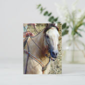 バックスキンロードホース ポストカード (スタンド正面)