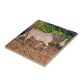 バックスキン新しい森林ポニー野生動物 タイル (側面)