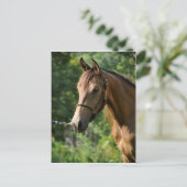 バックスキン・モルガン・ホース ポストカード (スタンド正面)
