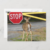 バックストップ ポストカード (正面/裏面)