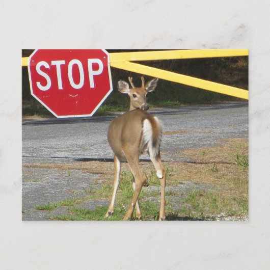 バックストップ ポストカード (正面)