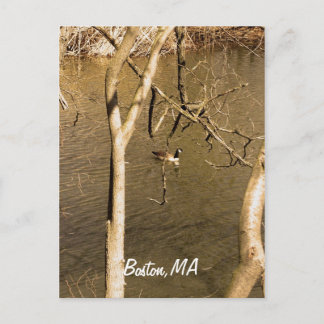 バックベイフェンズワイルドライフ ポストカード