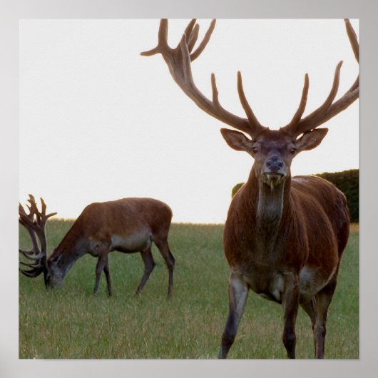 バックポスタープリント ポスター (正面)