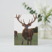 バックポストカード ポストカード (スタンド正面)