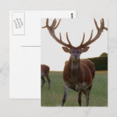 バックポストカード ポストカード (正面/裏面)