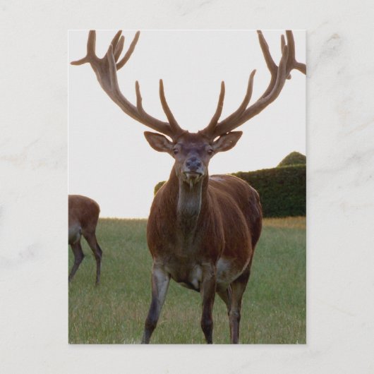 バックポストカード ポストカード (正面)