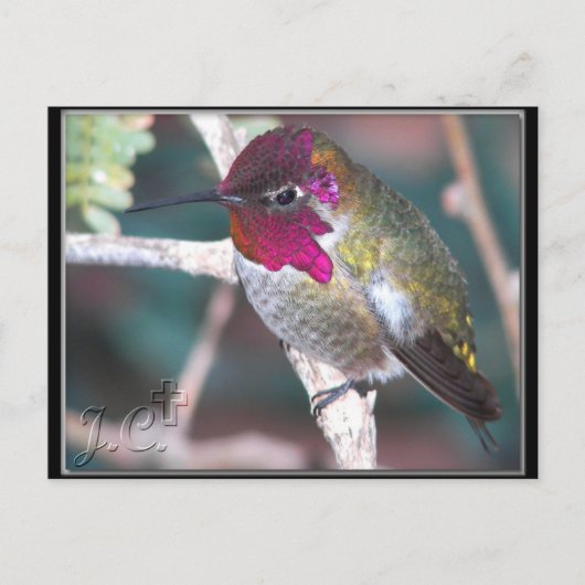 バックヤードの枝の蜂(はち)すずめ。 ポストカード (正面)