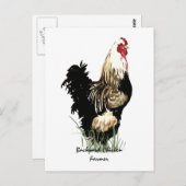 バックヤードチキン農家とルースターデザイン ポストカード (正面/裏面)