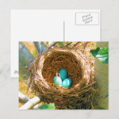 バックヤードツリーネストのロビンエッグ ポストカード (正面/裏面)