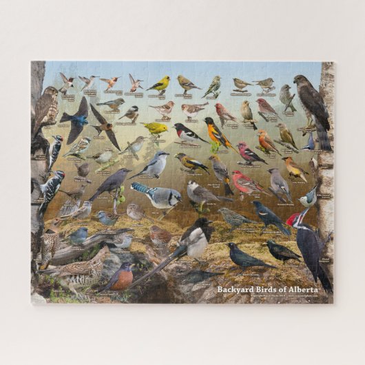 バックヤードバーズオブアルベルタパズル ジグソーパズル (横)