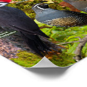 バックヤードバーズオブワシントン州 ポスター (角)