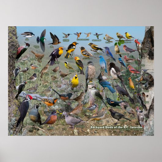 バックヤードバードオブザブリックズインテリア ポスター (正面)